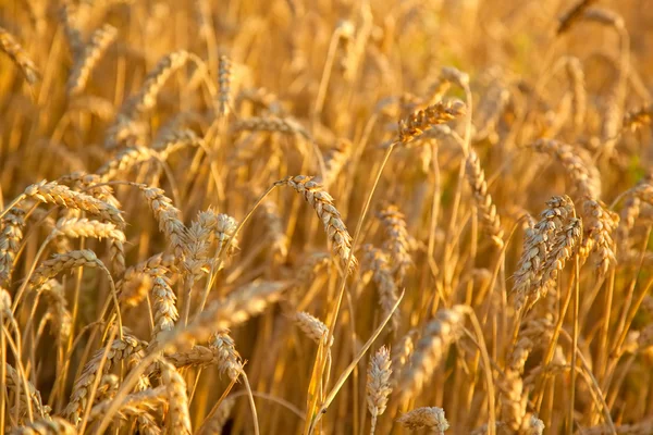 Pšenice detail — Stock fotografie