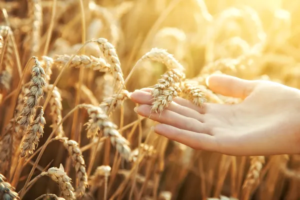 Main de femme avec oreille de blé — Photo