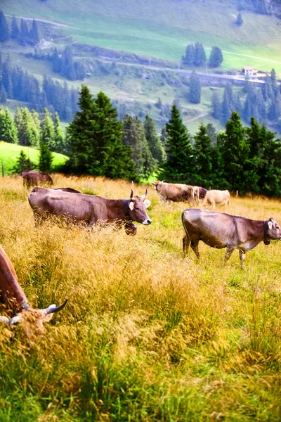 Krowy na polu — Zdjęcie stockowe