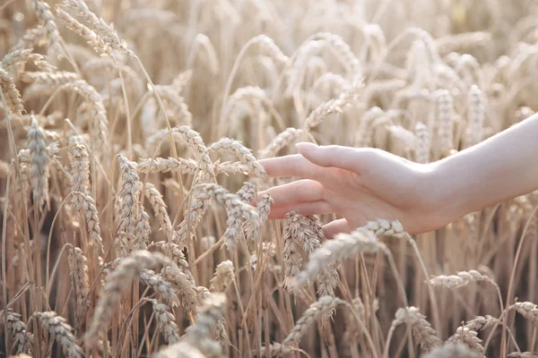 女人手与耳朵的小麦 — 图库照片