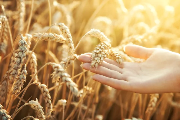 Женщина рука с колосом пшеницы Стоковое Фото