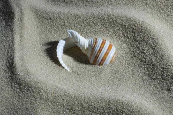 Ehető szívkagyló és homok — Stock Fotó
