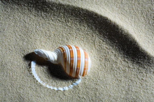 Ehető szívkagyló és homok — Stock Fotó