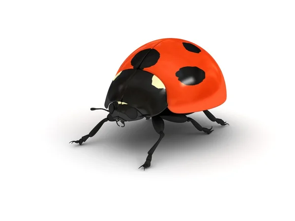 stock image Ladybird over white background