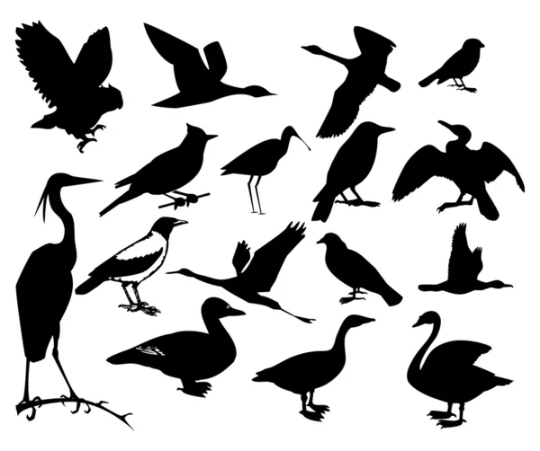 Sammlung von Silhouetten von Vögeln — Stockvektor