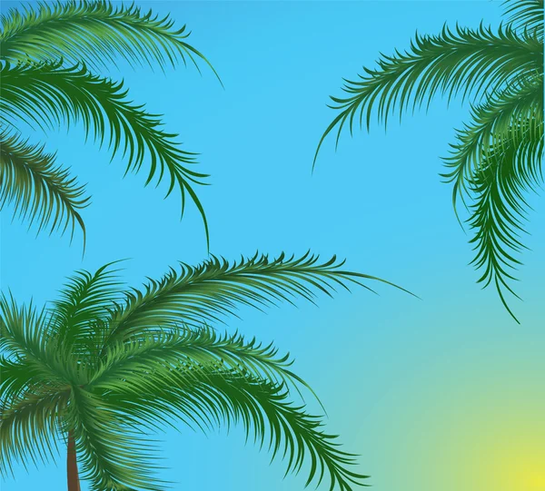 Takken van palmbomen tegen de hemel — Stockvector