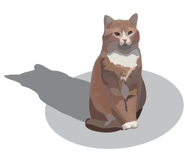 거의 빨간 고양이 — 스톡 사진