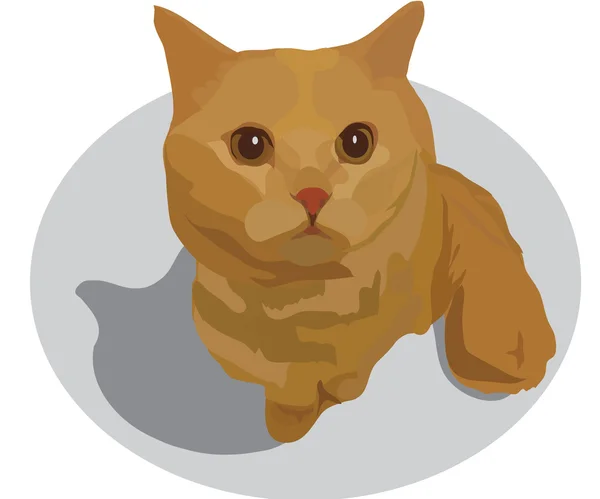 Красная кошка с карими глазами — стоковое фото