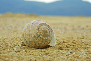 Seashell on the beach clipart