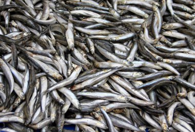 Bulk of fresh sprats clipart