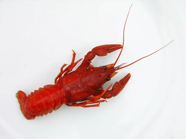 Red crayfish — Stock Photo, Image