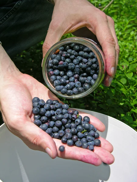 Gathering the blueberries — Stock Photo, Image