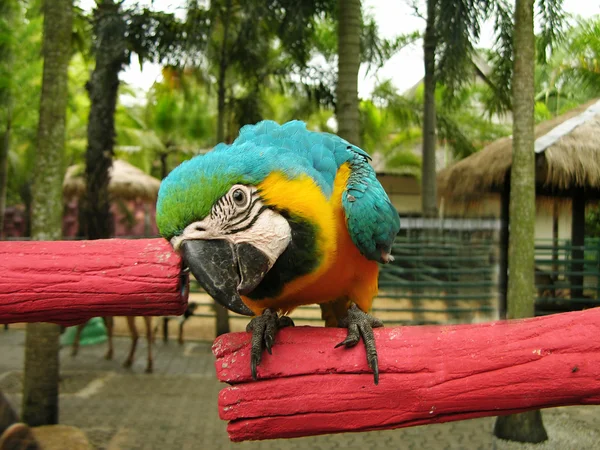 Papuga Ara niebieski i żółty — Zdjęcie stockowe