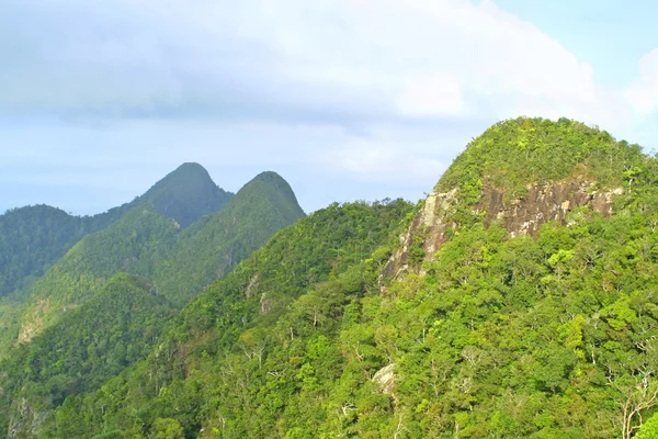 Stock image Rainforest hills