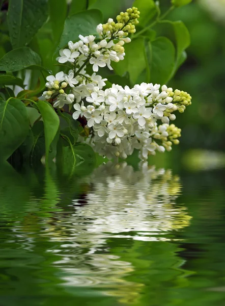 Rama de lila blanca en el jardín — Foto de Stock
