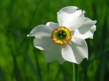 Narcissus poeticus flower clipart