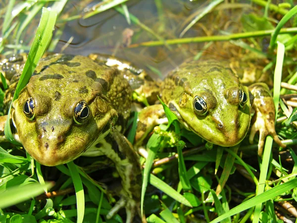 stock image Green frogs