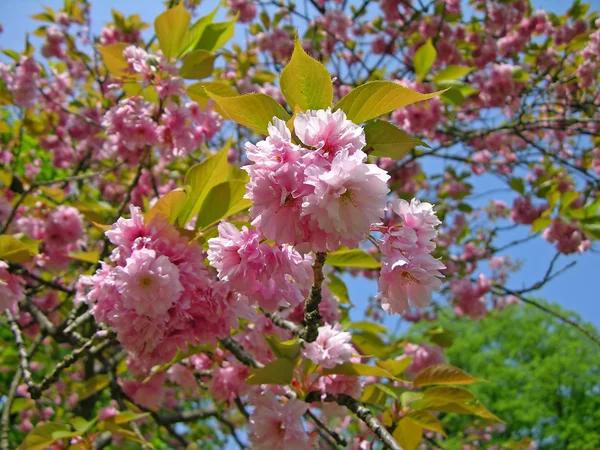 Sakura-Blüte — Stockfoto