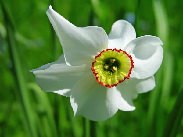 stock image Narcissus poeticus flower