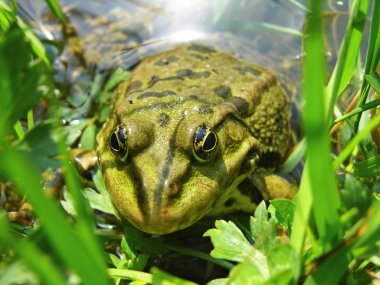 Frog in the grass clipart