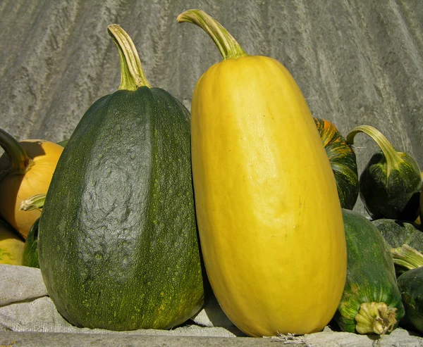 Large vegetable marrows — Zdjęcie stockowe