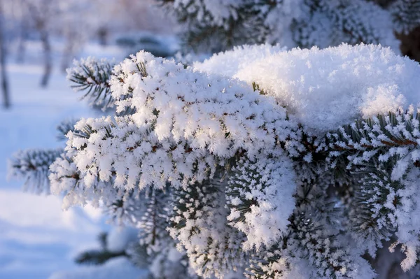 Меховая ветка, засыпанная снегом — стоковое фото