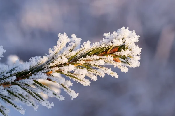 毛皮木の枝が雪で粉末 — ストック写真