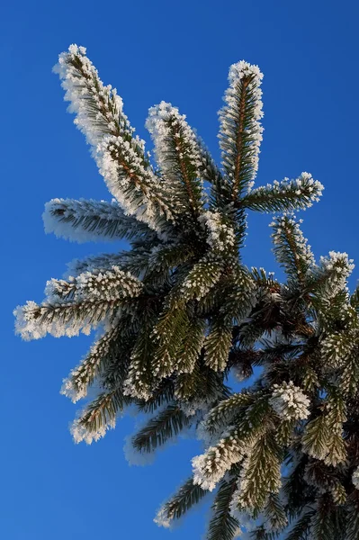 毛皮木の枝が雪で粉末 — ストック写真