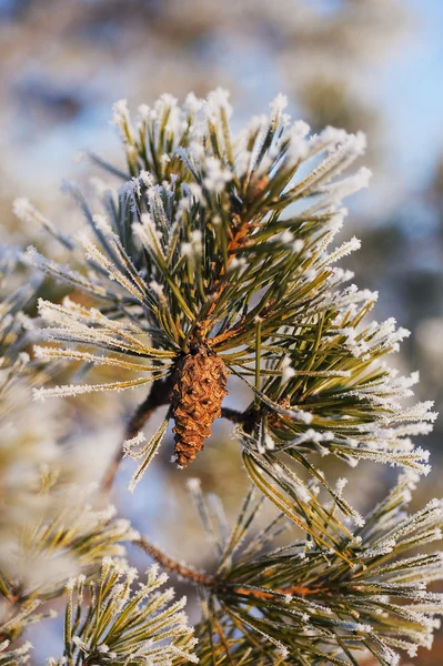 O cone de pinheiro — Fotografia de Stock