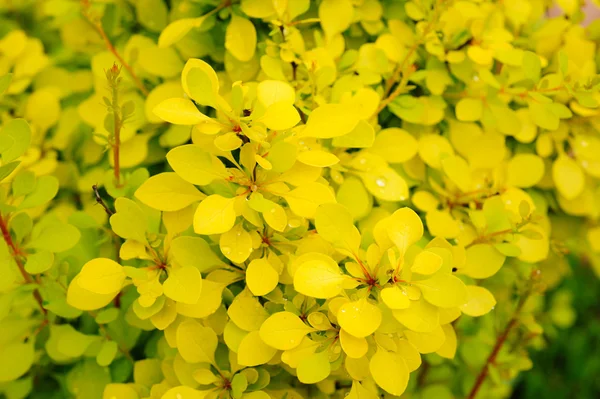 Bush met gele bladeren — Stockfoto
