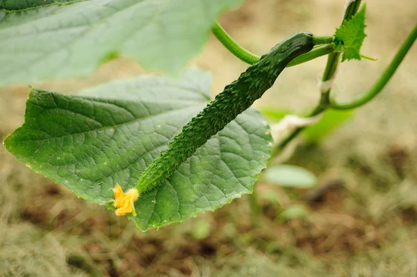 stock image Green cucumber