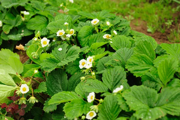 stock image Bushes of a blossoming strawberry