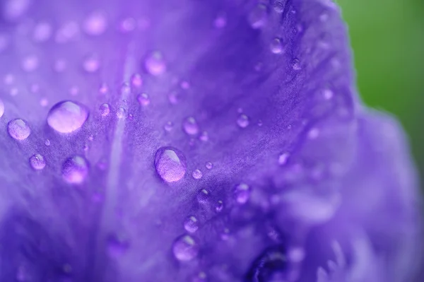 stock image Dew on a lilac petal