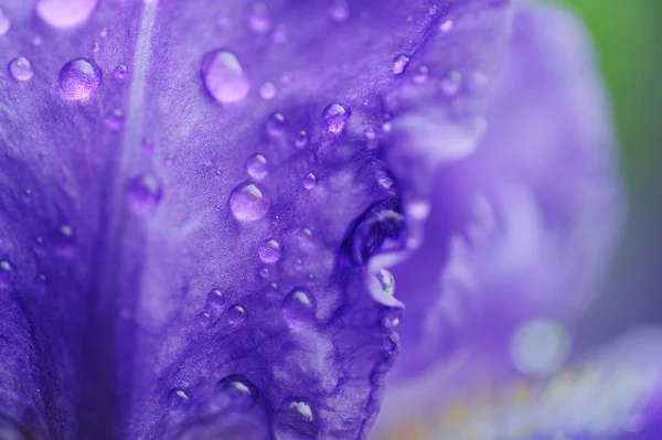 stock image Dew on a lilac petal
