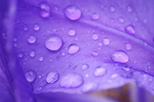 Tau auf einem lila Blütenblatt — Stockfoto