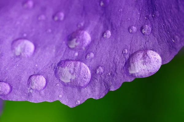 stock image Dew on a lilac petal