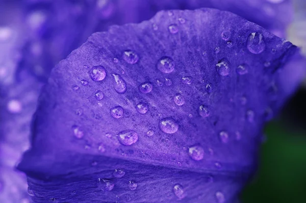 Orvalho em uma pétala de lilás — Fotografia de Stock