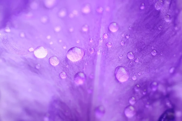 露水在淡紫色的花瓣 免版税图库图片