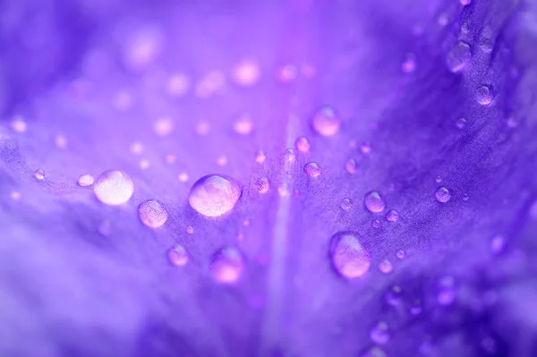Tau auf einem lila Blütenblatt Stockbild