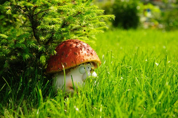 在一种草蘑菇 — 图库照片