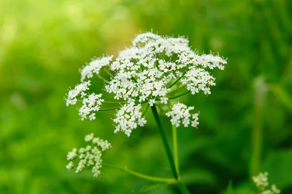 stock image Garden flowers