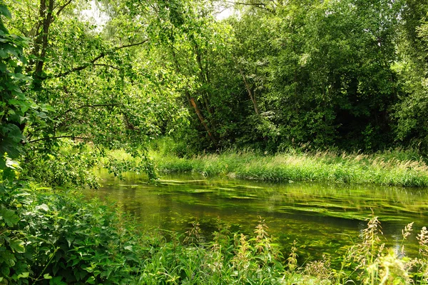 stock image The river in wood