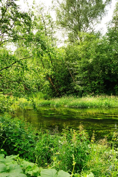 stock image The river in wood