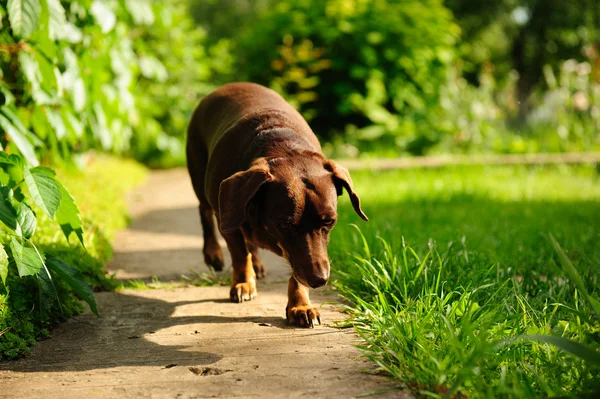 Собака за садом — стокове фото