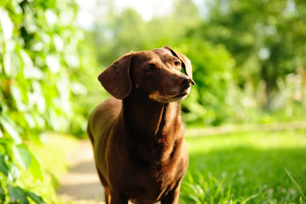 köpek oranı bir Bahçe