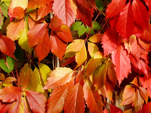 Autumn red leaves — Stock Photo, Image
