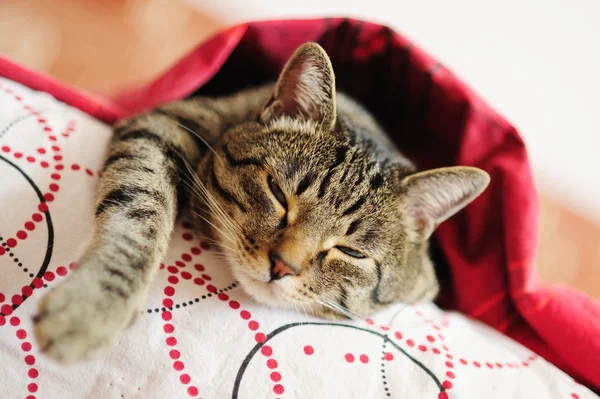 Γάτα με μια κουβέρτα — Φωτογραφία Αρχείου