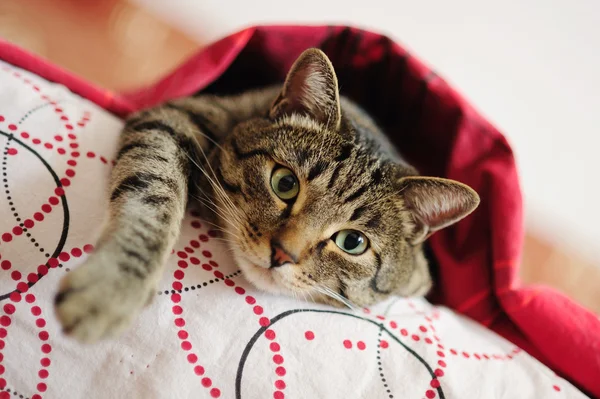 Gato bajo una manta — Foto de Stock