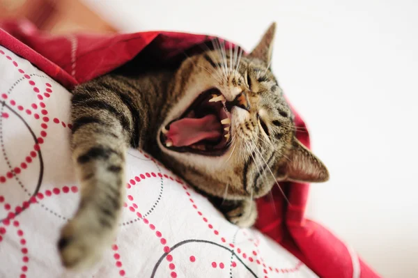Cat under a blanket — Stock Photo, Image