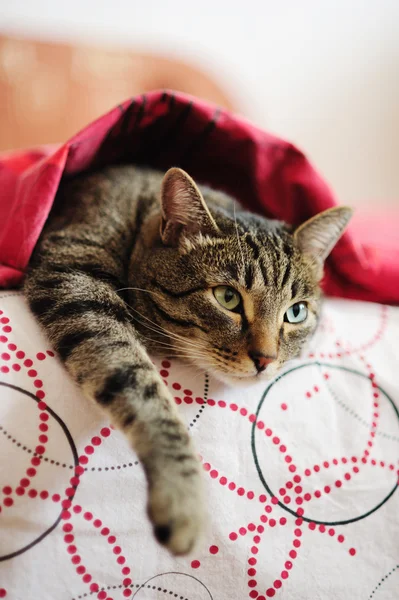 Cat under a blanket — Stock Photo, Image